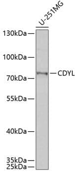 Anti-CDYL Antibody