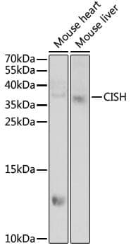 Anti-CISH Antibody
