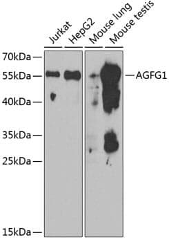 Anti-AGFG1 Antibody