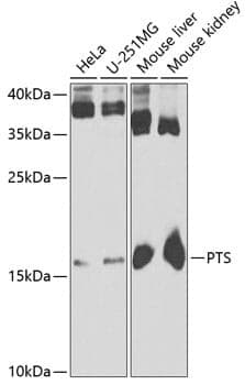 Anti-PTS Antibody