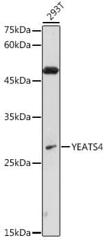 Anti-YEATS4 Antibody