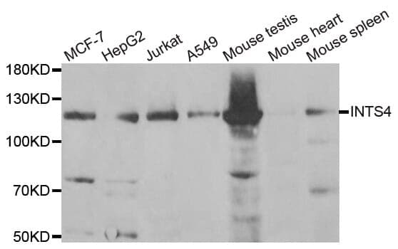Anti-INTS4 Antibody