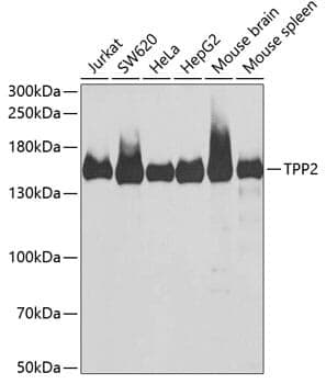Anti-TPP2 Antibody - Identical to Abcam (ab202138)