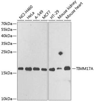 Anti-TIMM17A Antibody