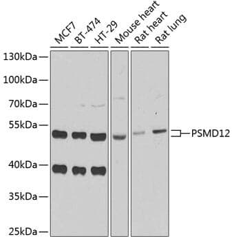 Anti-PSMD12 Antibody