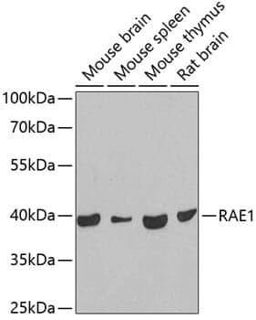 Anti-RAE1 Antibody