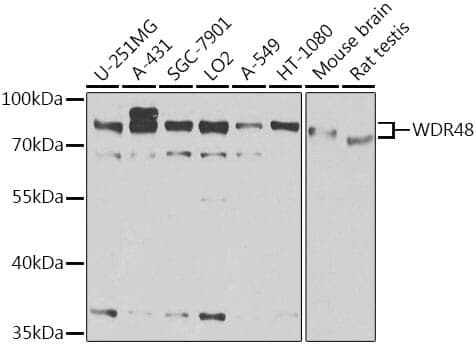 Anti-WDR48 Antibody