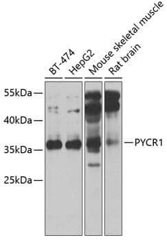 Anti-PYCR1 Antibody