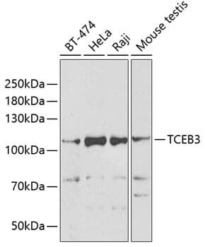 Anti-TCEB3 Antibody