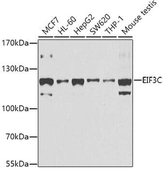 Anti-EIF3C Antibody