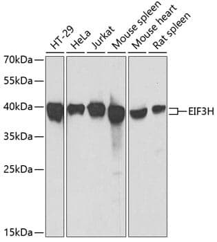 Anti-EIF3H Antibody