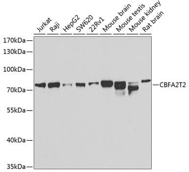 Anti-CBFA2T2 Antibody