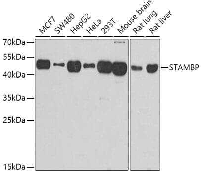 Anti-STAMBP Antibody
