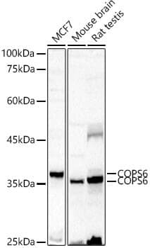 Anti-COPS6 Antibody
