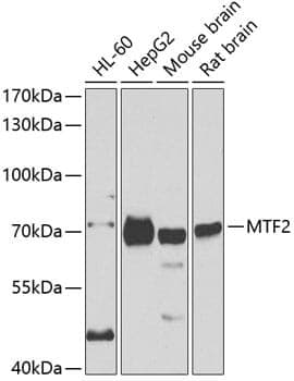 Anti-MTF2 Antibody
