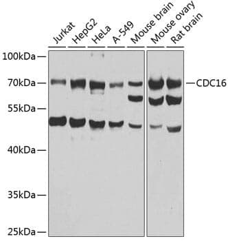 Anti-CDC16 Antibody