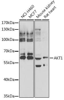 Anti-AKT1 Antibody