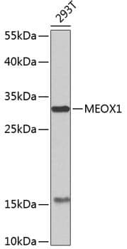 Anti-MEOX1 Antibody