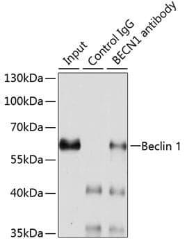 Anti-BECN1 Antibody