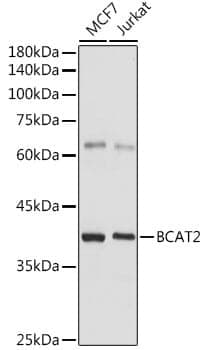 Anti-BCAT2 Antibody