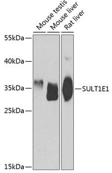 Anti-SULT1E1 Antibody