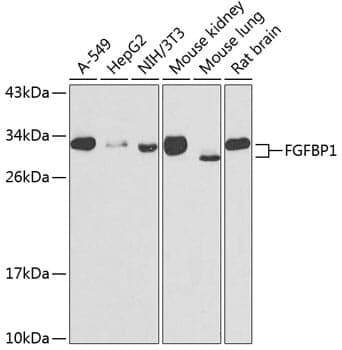 Anti-FGFBP1 Antibody