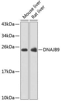 Anti-DNAJB9 Antibody