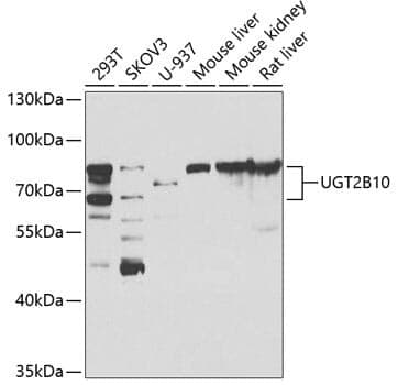 Anti-UGT2B10 Antibody