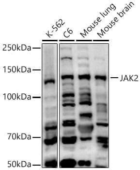 Anti-JAK2 Antibody
