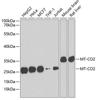 Anti-MT-CO2 Antibody