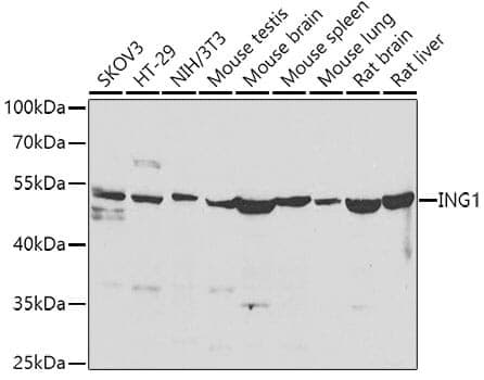 Anti-ING1 Antibody