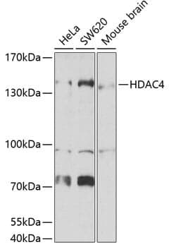 Anti-HDAC4 Antibody