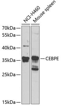 Anti-CEBPE Antibody