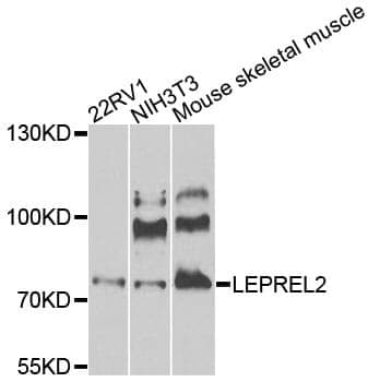 Anti-LEPREL2 Antibody