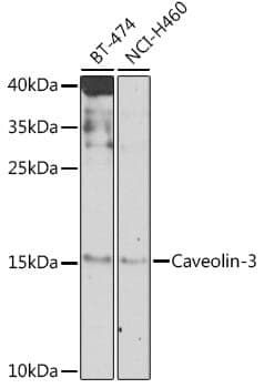 Anti-CAV3 Antibody