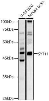 Anti-SYT11 Antibody