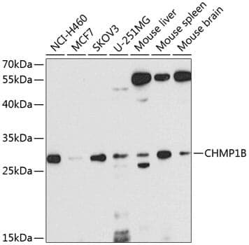 Anti-CHMP1B Antibody