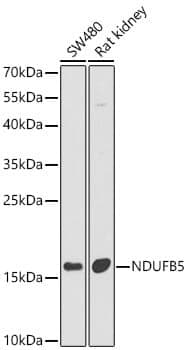Anti-NDUFB5 Antibody