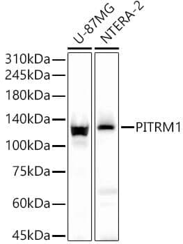 Anti-PITRM1 Antibody
