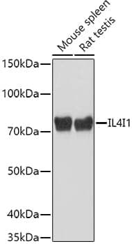 Anti-IL4I1 Antibody