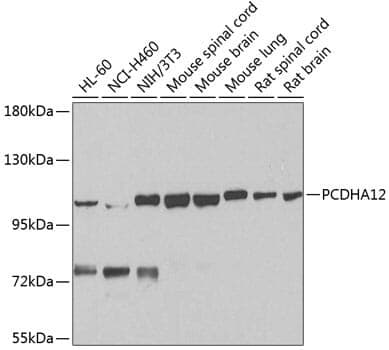 Anti-PCDHA12 Antibody