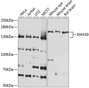 Anti-DHX30 Antibody