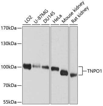 Anti-TNPO1 Antibody