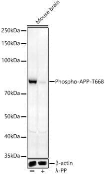 Anti-APP (phospho T668) Antibody