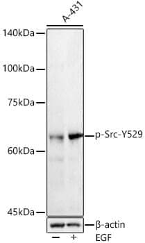 Anti-SRC (phospho Y529) Antibody