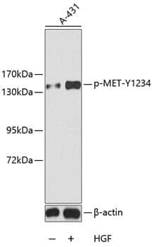 Anti-MET (phospho Y1234) Antibody
