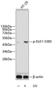 Anti-ELK1 (phospho S383) Antibody