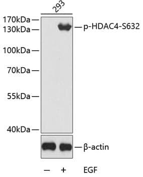 Anti-HDAC4 (phospho S632) Antibody