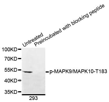 Anti-MAPK9 (phospho T183) + MAPK10 (phospho T183) Antibody