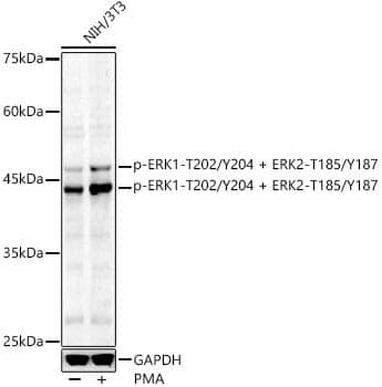 Anti-ERK1 (phospho T202 + Y204) + ERK2 (phospho T185 + Y187) Antibody